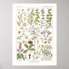 Medicinska växter Matsmältningsstimulerande medel  Poster