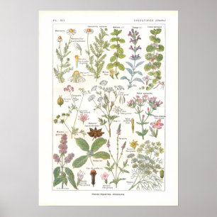 Medicinska växter Matsmältningsstimulerande medel Poster