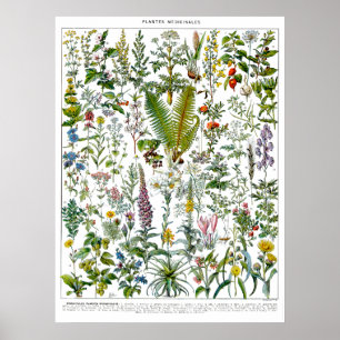 Medicinska växter och blommor av Adolphe Millot Poster