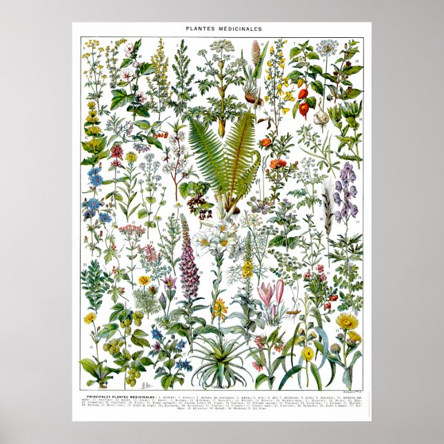 Medicinska växter och blommor av Adolphe Millot Poster (Framsidan)