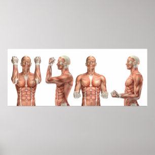Medicinskt figur som visar böjning av armbågar och poster