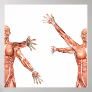 Medicinskt figur som visar skuldränering poster