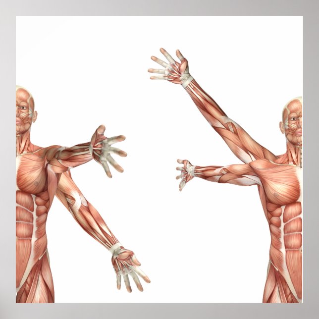 Medicinskt figur som visar skuldränering poster (Framsidan)