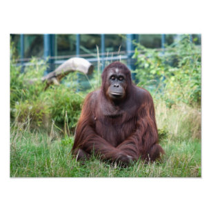 Meditation Fototryck