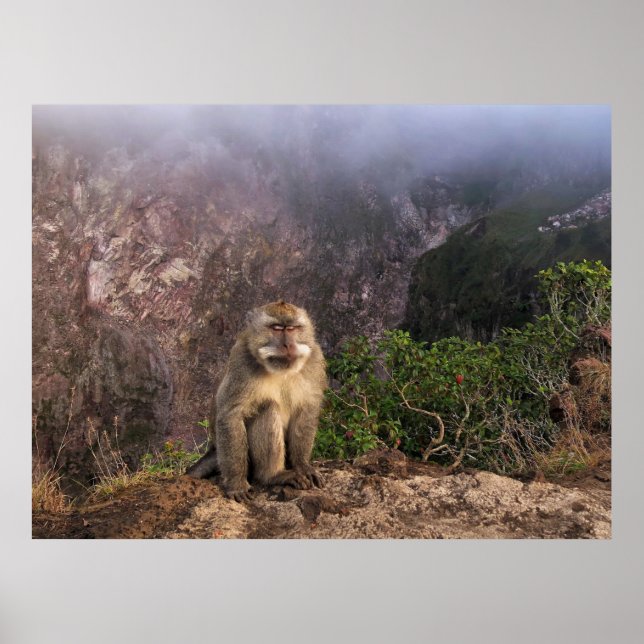 Meditera Macaque i Mist Poster (Framsidan)