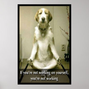 Mediterande Hund Poster