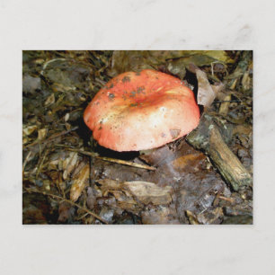 Medium Red Mushroom vykort