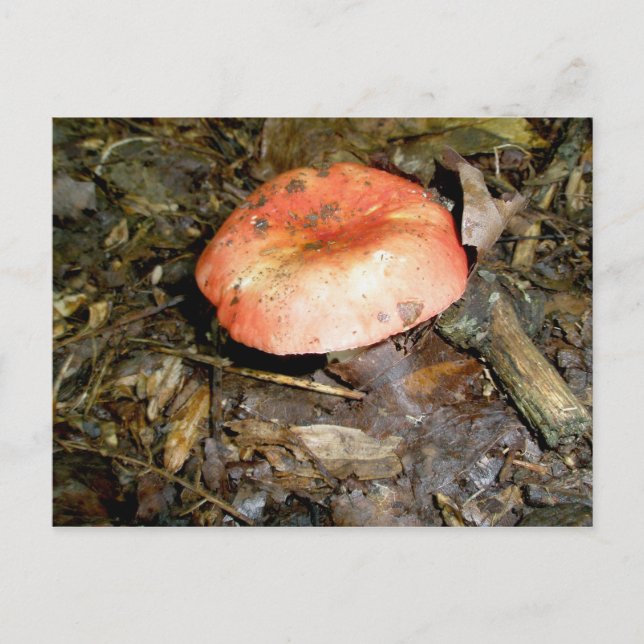 Medium Red Mushroom vykort (Framsida)