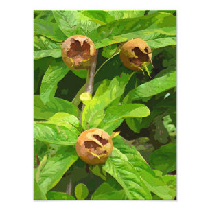 MEDLAR FRUIT FOTOTRYCK