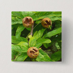 MEDLAR FRUIT KNAPP