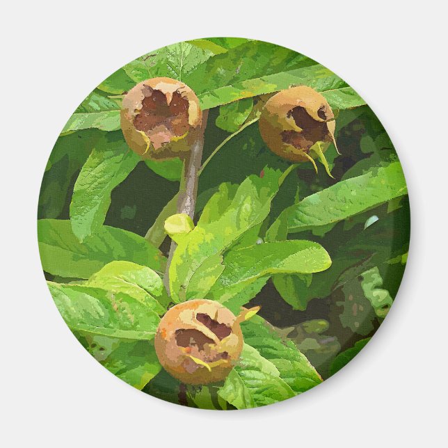 MEDLAR FRUIT MAGNET (Framsidan)