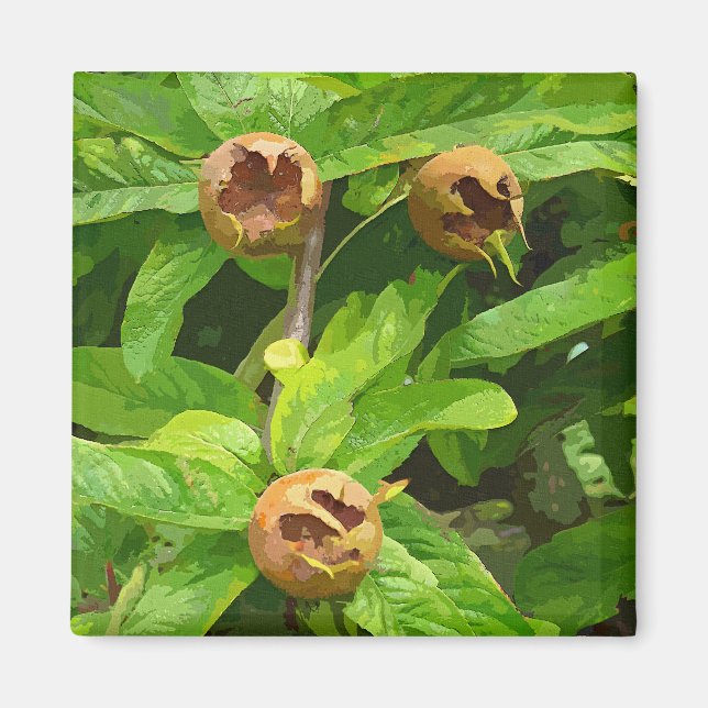 MEDLAR FRUIT MAGNET (Framsidan)