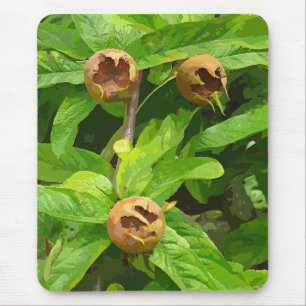 MEDLAR FRUIT MUSMATTA