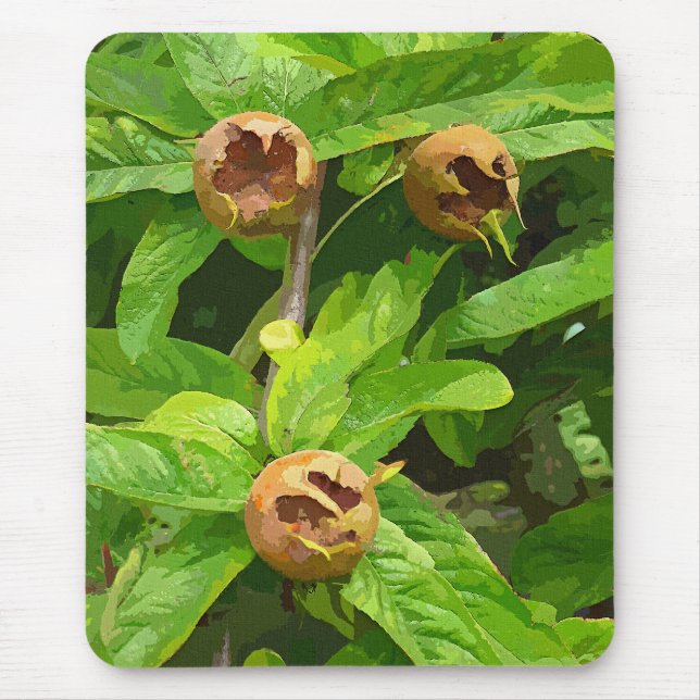 MEDLAR FRUIT MUSMATTA (Framsidan)