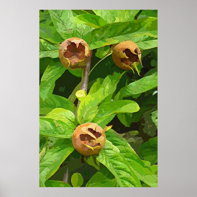MEDLAR FRUIT POSTER (Framsidan)