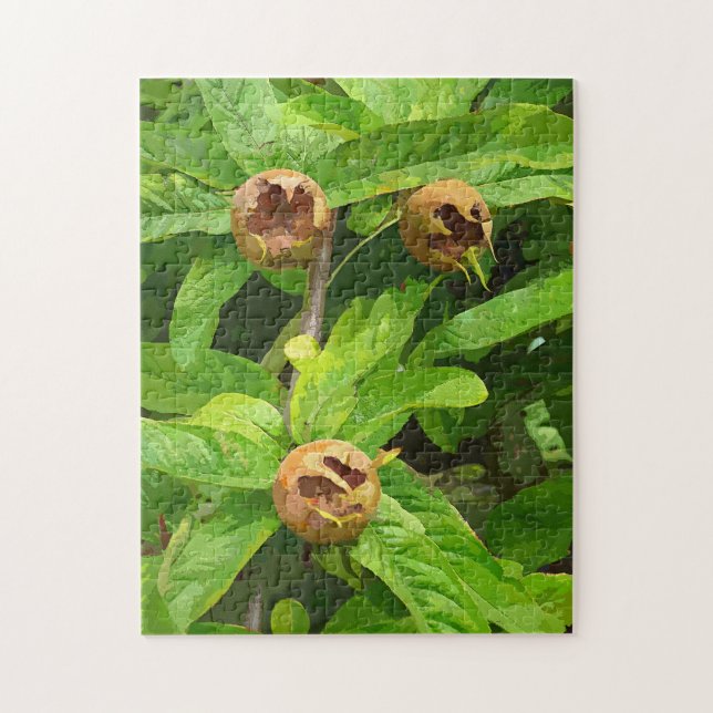 MEDLAR FRUIT PUSSEL (Vertikal)