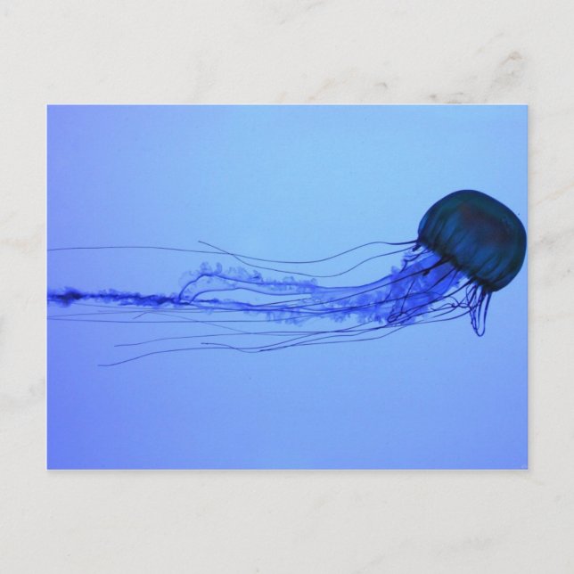 Medusa Vykort (Framsida)