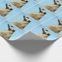 Meekat (1377) som slår in papper presentpapper