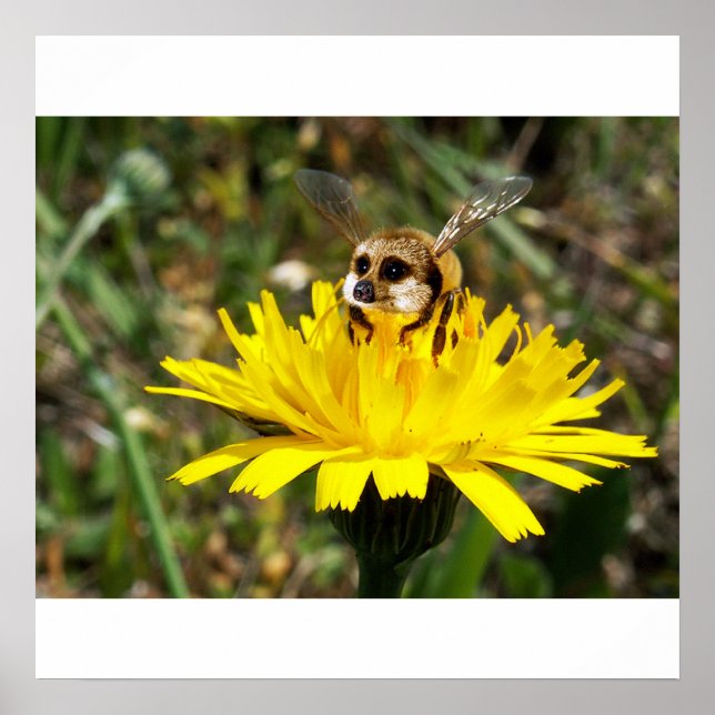 Meerbee poster (Framsidan)
