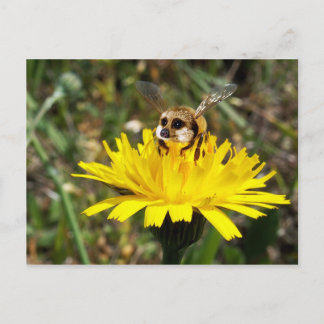 Meerbee Vykort