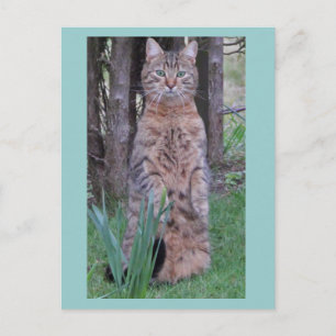 Meercat Cat vykort