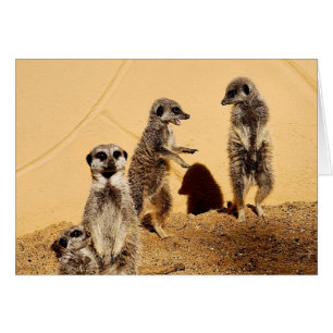 meercat chatta Card Hälsningskort