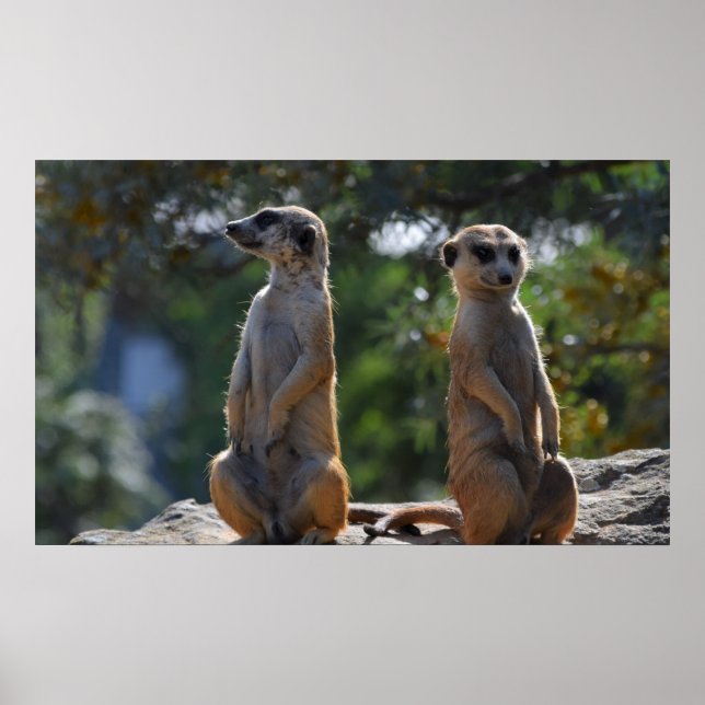 Meercat Poster (Framsidan)