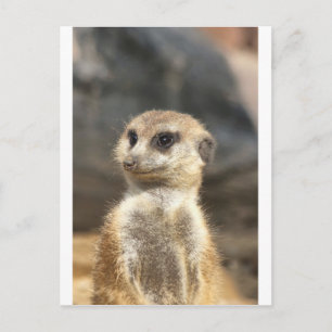 Meercat Vykort