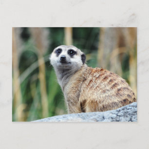 Meercat vykort