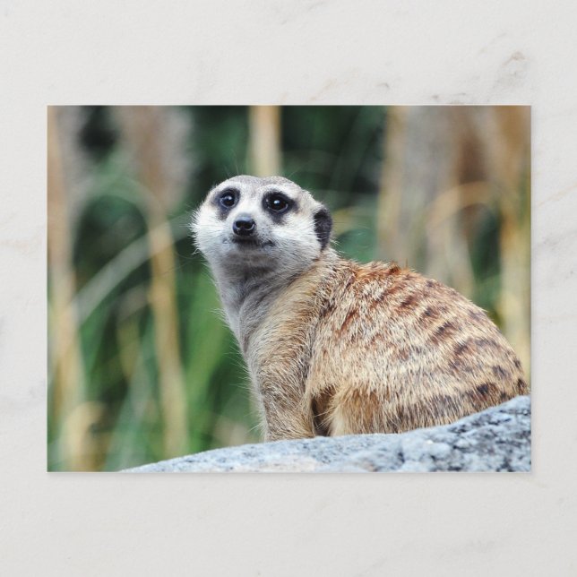 Meercat vykort (Framsida)