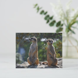 Meercat-vykort Vykort