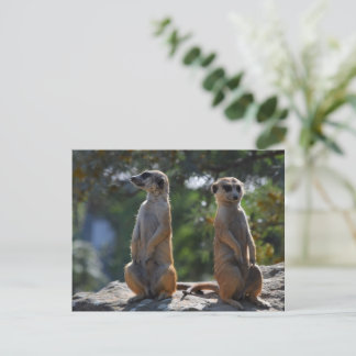 Meercat-vykort Vykort