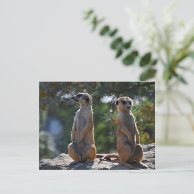 Meercat-vykort Vykort (Stående Fram)