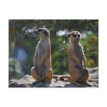 Meercat-vykort