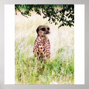 Meercheetah affisch