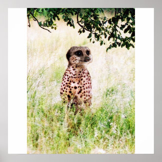 Meercheetah poster
