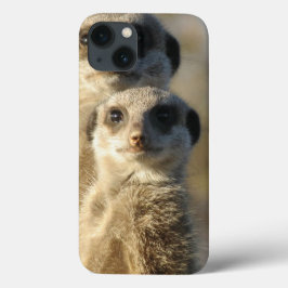 Meerkat