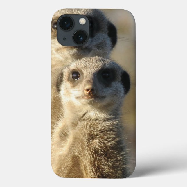 Meerkat (Baksida)