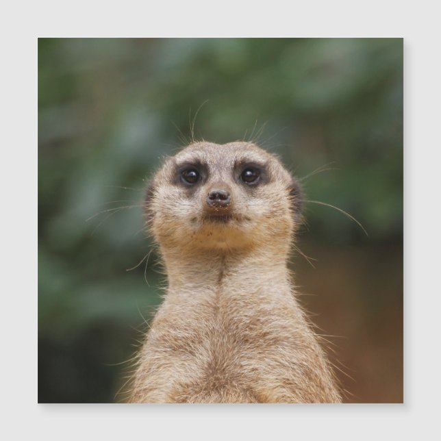 Meerkat 001 (Framsida)