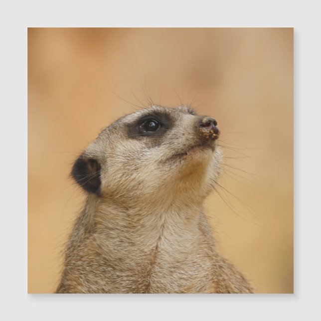 Meerkat 001 från JAMFoto (Framsida)