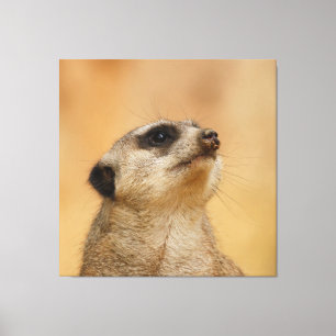 Meerkat 001 från JAMFoto Canvastryck