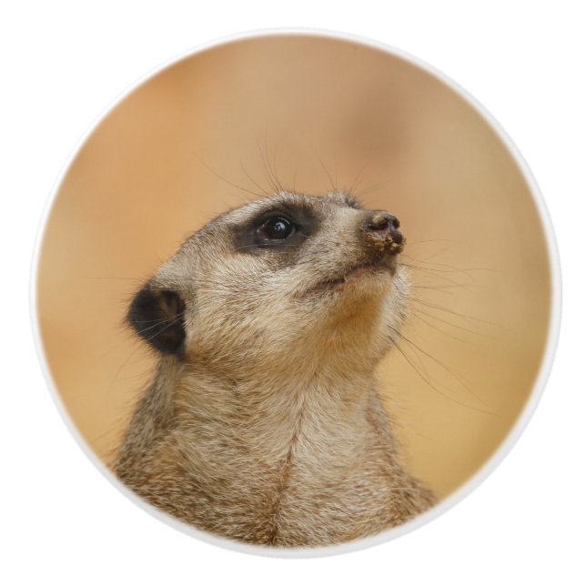 Meerkat 001 från JAMFoto Knopp (Framsidan)
