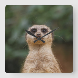 Meerkat 001 fyrkantig klocka