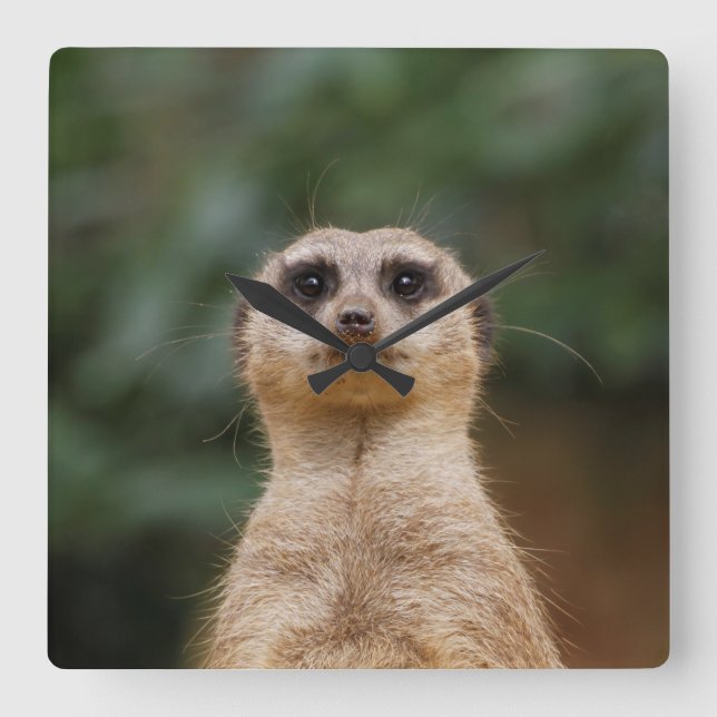 Meerkat 001 fyrkantig klocka (Framsida)