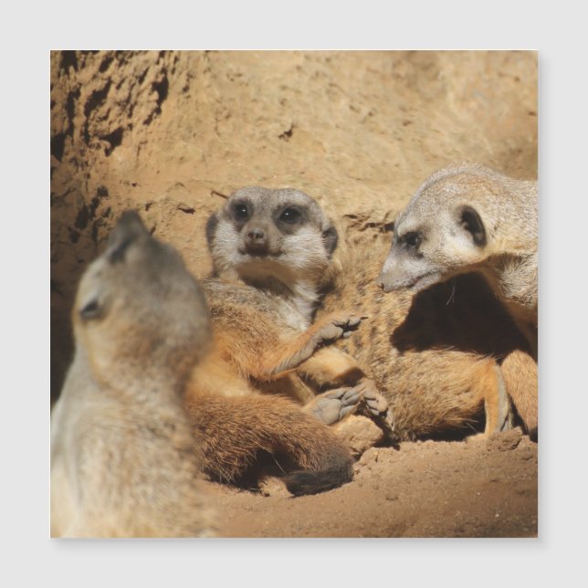 Meerkat 002 (Framsida)