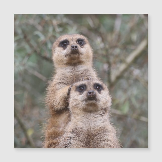 Meerkat 002 från JAMFoto (Framsida)