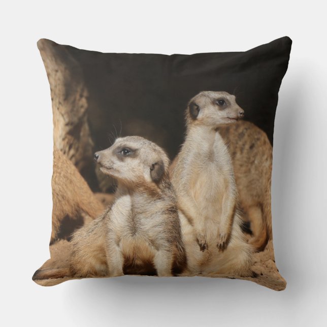 Meerkat 003 kudde (Framsida)