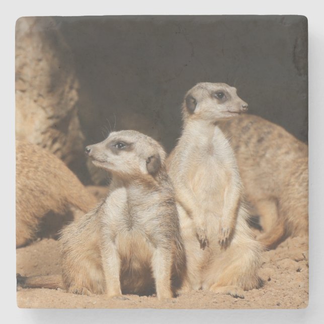 Meerkat 003 stenunderlägg (Framsidan)