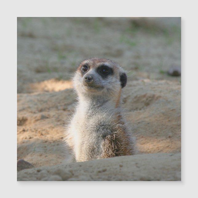 Meerkat 004 (Framsida)