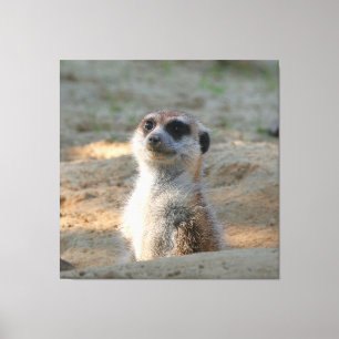 Meerkat 004 canvastryck
